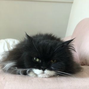 Meet your Posher, Margaree